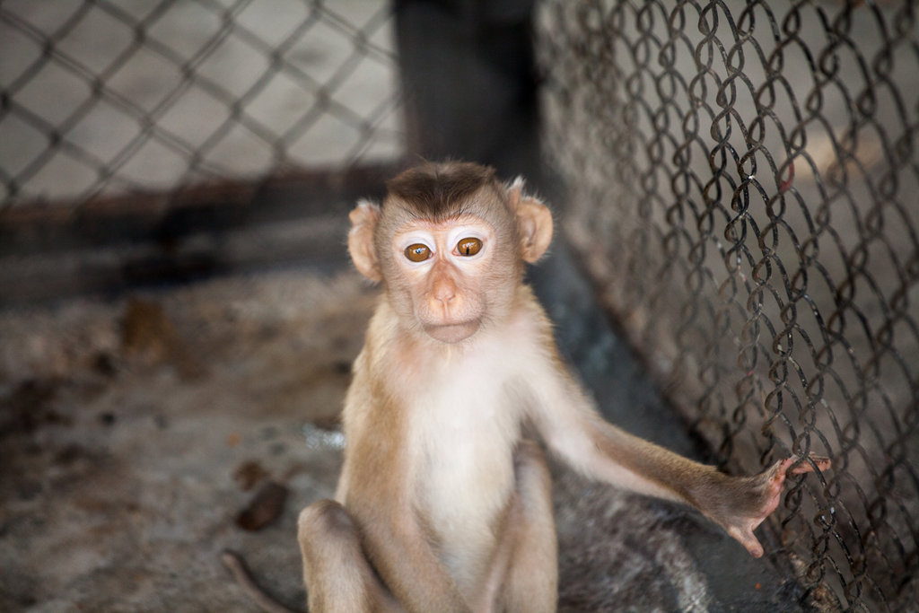 Help 75 Cambodian Children Protect Wildlife