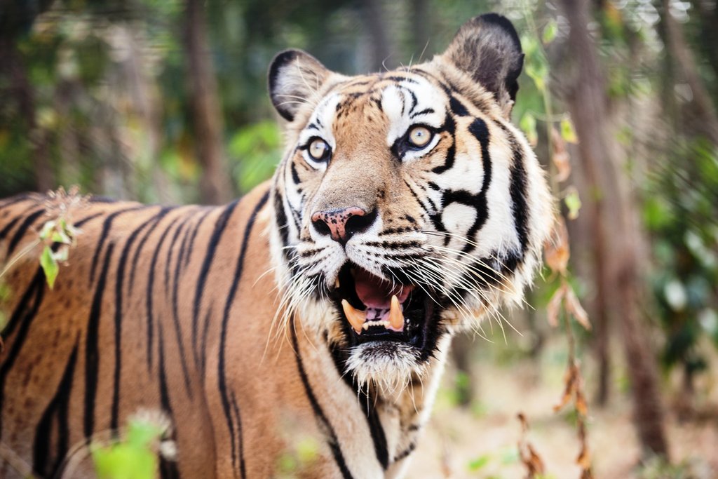 Help 75 Cambodian Children Protect Wildlife