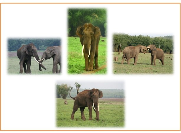 COMMUNITY BASED POWER FENCE TO SAVE ELEPHANTS