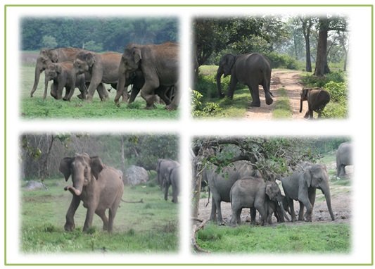 COMMUNITY BASED POWER FENCE TO SAVE ELEPHANTS