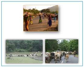 Human Pressure to Bandipur Tiger Reserve