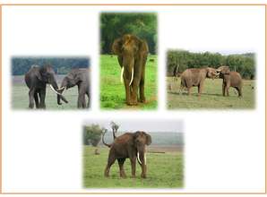 Save Elephant