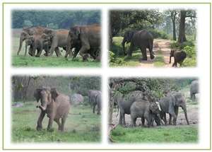 Free Ranging Elephants in BTR