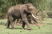 COMMUNITY BASED POWER FENCE TO SAVE ELEPHANTS