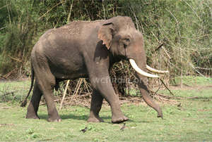 COMMUNITY BASED POWER FENCE TO SAVE ELEPHANTS
