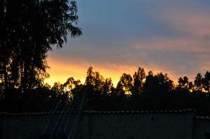 Trees Aglow in Bolivia