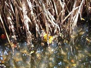 Mangroves