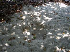Raided Turtle Nest