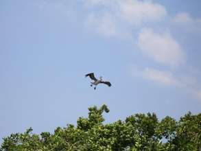 Pelican