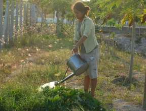 Watspraying Vegetables