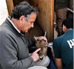 A vet cares for a deer sedated for transportation