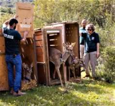 Zoo staff members release deer into the wild