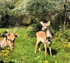 Two young deer are released into the wild