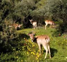The deer enjoy the beautiful Spring habitat