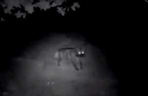 Hyena captured by infra-red monitoring camera