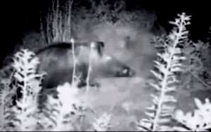 Wild boar captured by infra-red monitoring camera