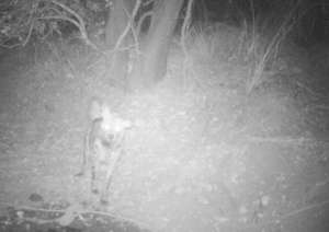 An image of a striped hyena from our camera traps