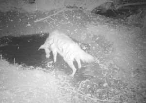 A striped hyena in the Persian fallow deer area