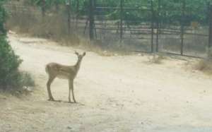 A fawn spotted crossing a road