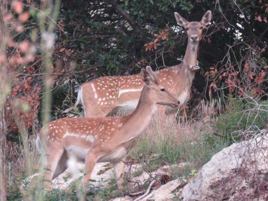 Females born in the wild near Ein Hod