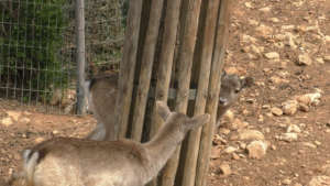 Deer at the Jerusalem Zoo breeding core
