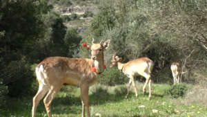 Released deer fitted with transmitters