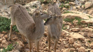 Photo Credit: Ya'ara(Forest) Tamari