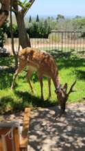 A released deer in the garden of a nearby village