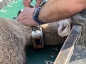 Attaching the electronic tracking collar