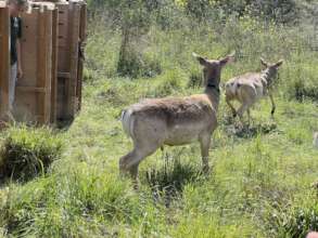 Released deer emerging from transportation boxes