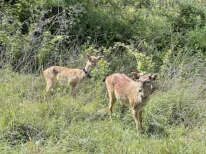 Released deer in the Nahal Dolev Nature Reserve