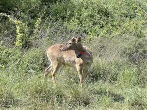 Released deer in the Nahal Dolev Nature Reserve