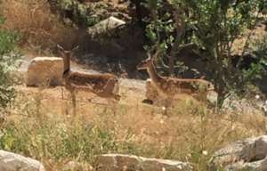 Unmarked females in Nes Harim