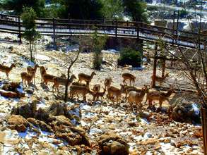 Winter in the Zoo's Biblelands Wildlife Preserve
