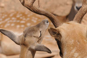Persian Fallow Deer core breeding group at the Zoo