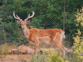 A released deer in the acclimatization area