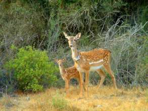 A collared female with her fawn born in the wild