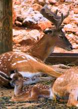 Baby Persian Fallow Deer
