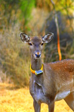A released female Persian Fallow Deer