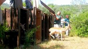 Releasing a deer in May 2015