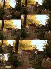 Camera trap images of a released male
