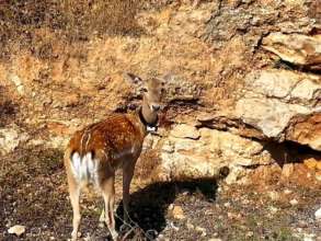 A released deer wearing a GPS tracking collar