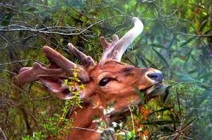 A magnificent male deer roams free