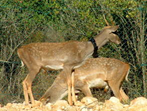 Deer are fitted with tracking collars for release
