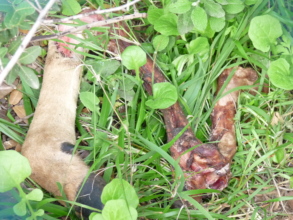 Remains of a deer hunted by feral dogs