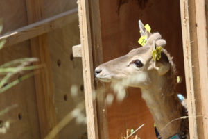 A Persian Fallow Deer awaiting release