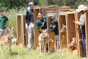 Release of Persian Fallow Deer May 2026