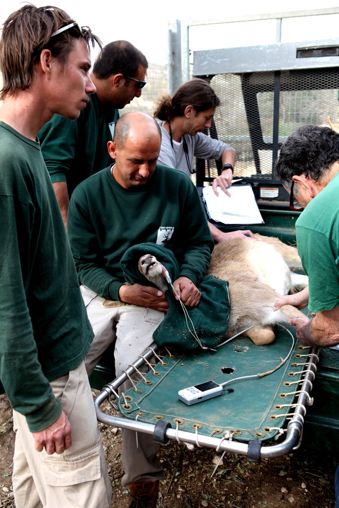A tranquilized deer undergoes a health check