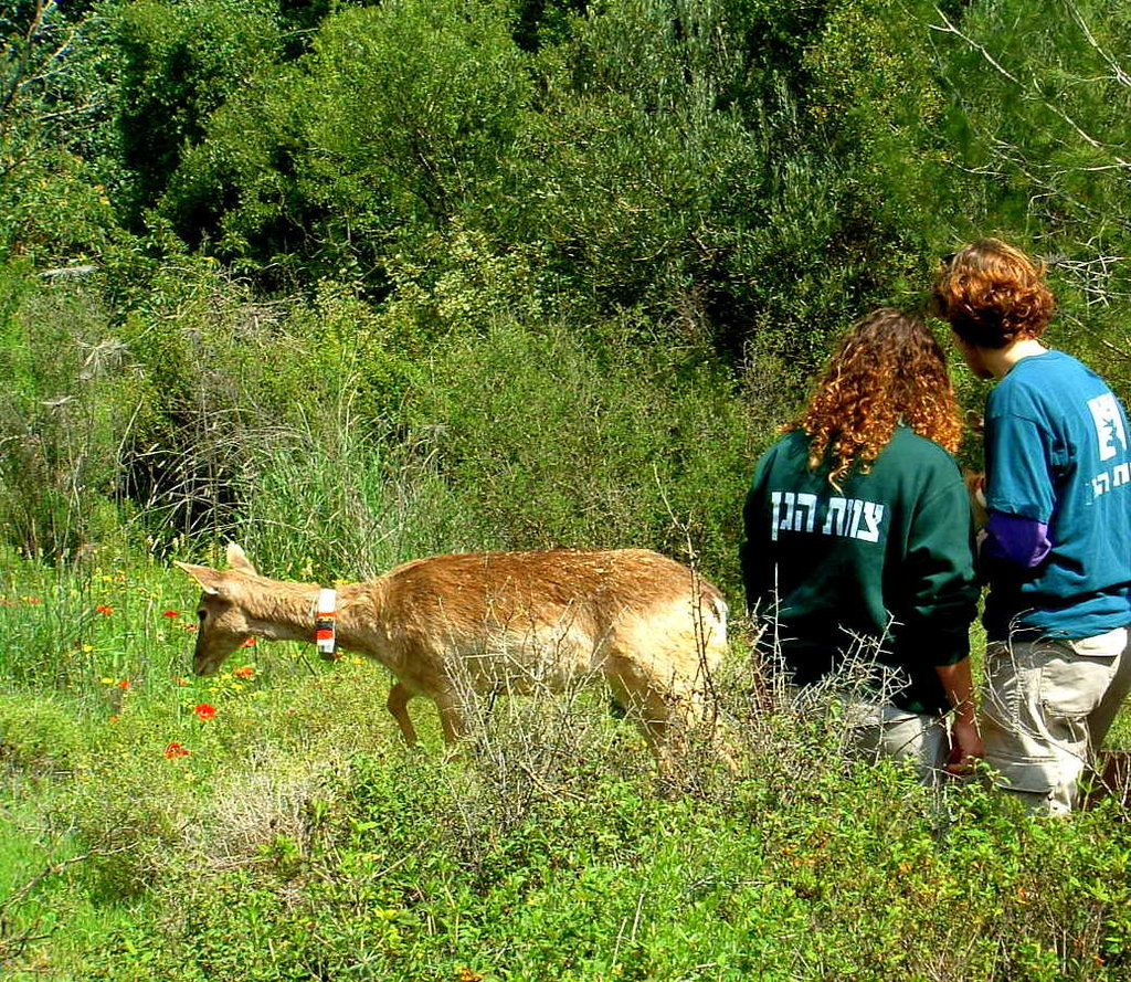 Bringing Biblical Deer to the Holy Land