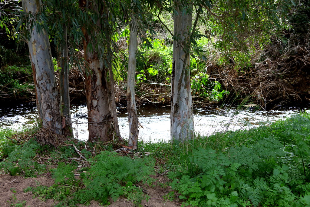 Bringing Biblical Deer to the Holy Land